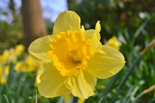 Flores Jardín Bajo Primavera —  Fotos de Stock