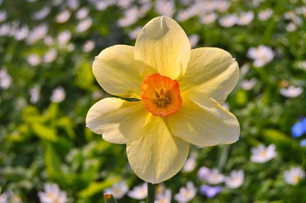 Virágok Kertben Tavasz Alatt — Stock Fotó