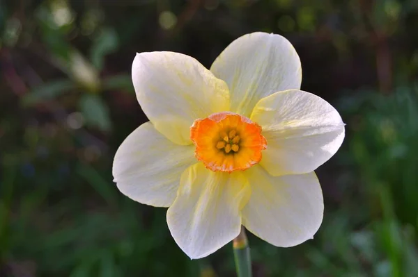 Квіти Саду Під Весною — стокове фото