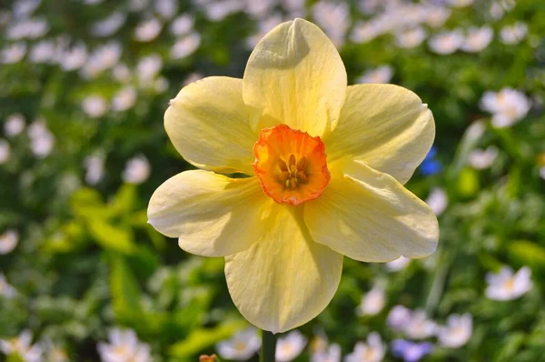 Flores Jardim Sob Primavera — Fotografia de Stock