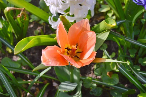 Blumen Garten Frühling — Stockfoto