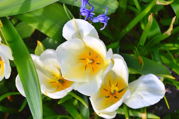 Baharın Altındaki Bahçede Çiçekler — Stok fotoğraf