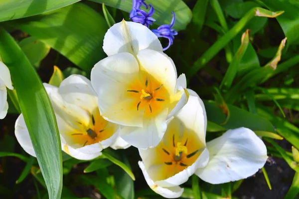 Blumen Garten Frühling — Stockfoto