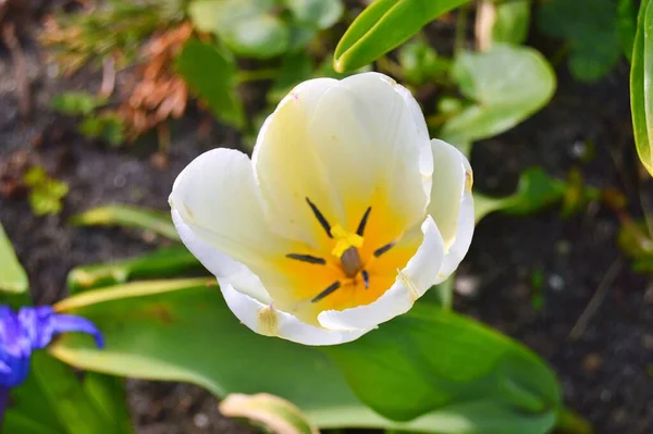 Baharın Altındaki Bahçede Çiçekler — Stok fotoğraf
