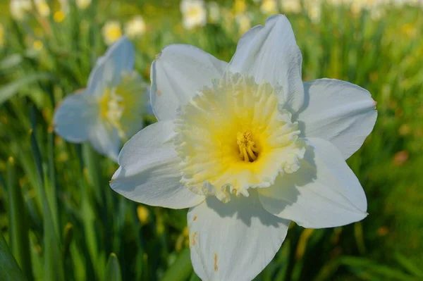 Virágok Kertben Tavasz Alatt — Stock Fotó