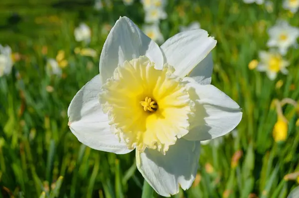 Flores Jardim Sob Primavera — Fotografia de Stock