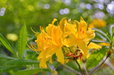 Baharda bahçede Rhododendron (Azalea) çiçekleri. .....