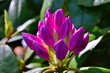 Baharda bahçede Rhododendron (Azalea) çiçekleri. .....