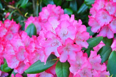 Baharda bahçede Rhododendron (Azalea) çiçekleri. .....