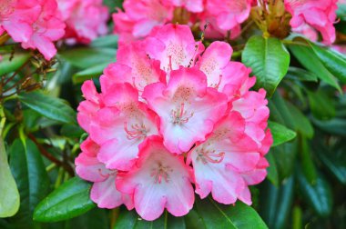 Baharda bahçede Rhododendron (Azalea) çiçekleri. .....