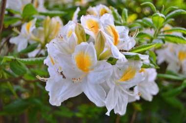 Baharda bahçede Rhododendron (Azalea) çiçekleri. .....