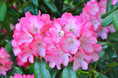 Baharda bahçede Rhododendron (Azalea) çiçekleri. .....