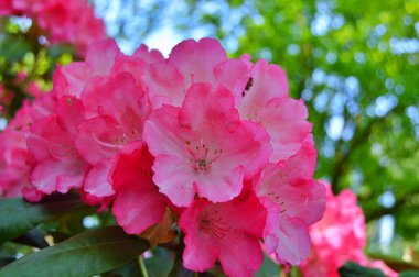 Baharda bahçede Rhododendron (Azalea) çiçekleri. .....