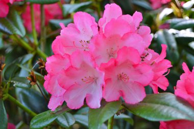 Baharda bahçede Rhododendron (Azalea) çiçekleri. .....
