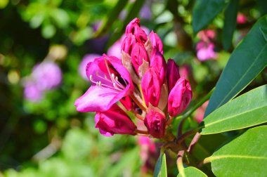 Baharda bahçede Rhododendron (Azalea) çiçekleri. .....