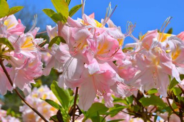 Baharda bahçede Rhododendron (Azalea) çiçekleri. .....