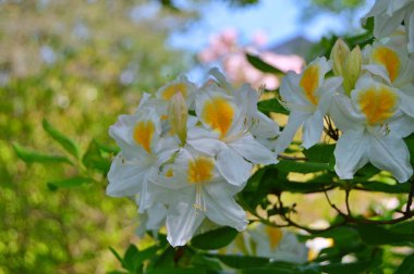 Baharda bahçede Rhododendron (Azalea) çiçekleri. .....