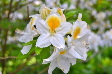 Baharda bahçede Rhododendron (Azalea) çiçekleri. .....