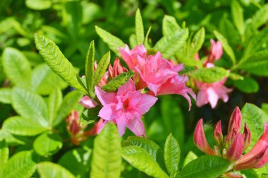 Baharda bahçede Rhododendron (Azalea) çiçekleri. .....