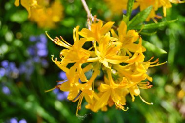 Baharda bahçede Rhododendron (Azalea) çiçekleri. .....