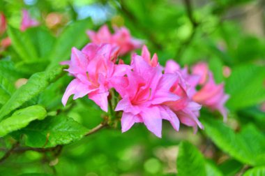 Baharda bahçede Rhododendron (Azalea) çiçekleri. .....