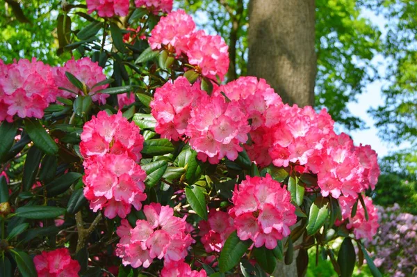 Rhododendron Azalea Flowers Garden Spring Nature Background — Stock Photo, Image