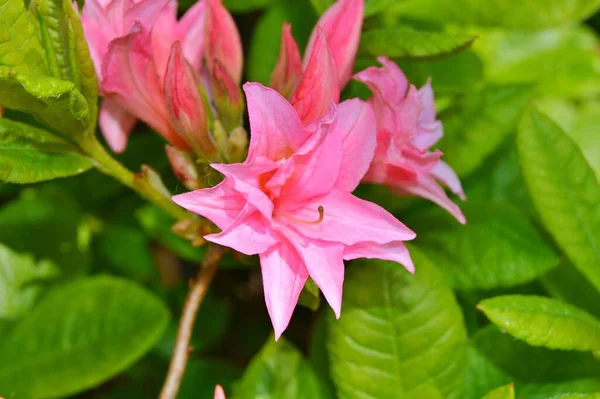 Rhododendron Azalee Blüht Frühling Garten — Stockfoto