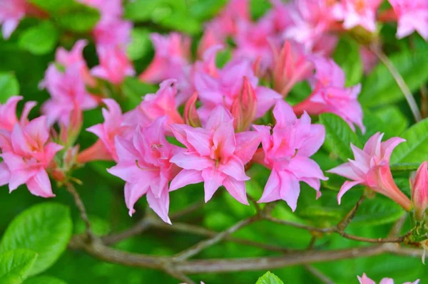 Rhododendron Azalee Blüht Stadtpark Frühling — Stockfoto