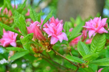 Baharın altındaki şehir parkında Rhododendron (Azalea) çiçekleri ......