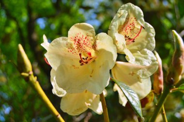 Baharın altındaki şehir parkında Rhododendron (Azalea) çiçekleri ......