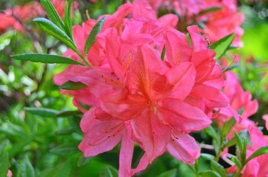 Baharın altındaki şehir parkında Rhododendron (Azalea) çiçekleri ......