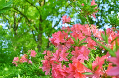 Baharın altındaki şehir parkında Rhododendron (Azalea) çiçekleri ......
