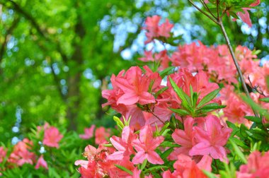 Baharın altındaki şehir parkında Rhododendron (Azalea) çiçekleri ......