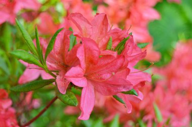 Baharın altındaki şehir parkında Rhododendron (Azalea) çiçekleri ......