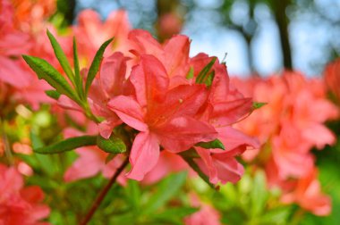 Baharın altındaki şehir parkında Rhododendron (Azalea) çiçekleri ......