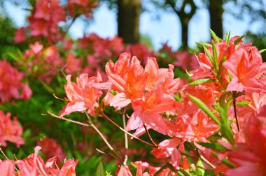 Baharın altındaki şehir parkında Rhododendron (Azalea) çiçekleri ......