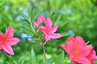 Baharın altındaki şehir parkında Rhododendron (Azalea) çiçekleri ......