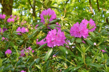 Baharın altındaki şehir parkında Rhododendron (Azalea) çiçekleri ......