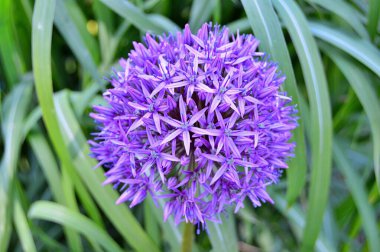 Baharda şehir parkında çiçekler. Doğa arkaplanı .....
