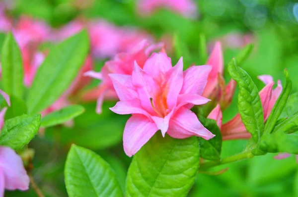 Rhododendron Azalea Bloeit Het Stadspark Het Voorjaar — Stockfoto