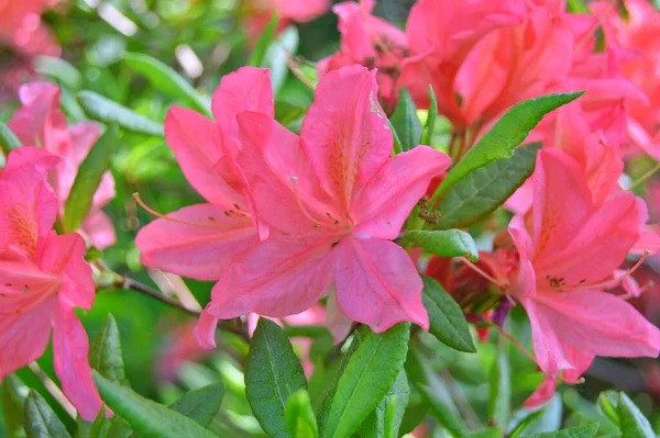 Rododendron Azalea Kwiaty Parku Miejskim Pod Wiosną — Zdjęcie stockowe
