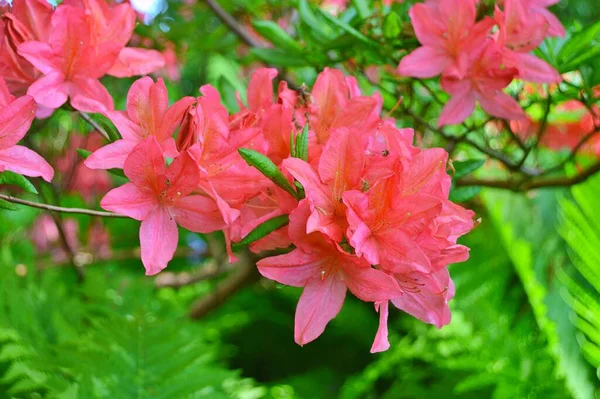 Baharın altındaki şehir parkında Rhododendron (Azalea) çiçekleri ......