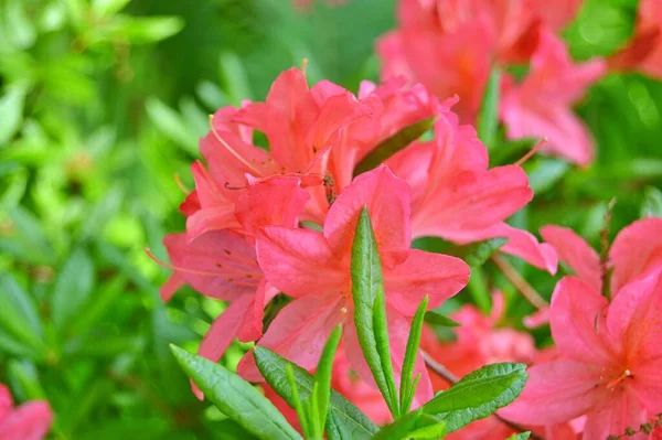 Rhododendron Azalea Flores Parque Ciudad Bajo Primavera —  Fotos de Stock