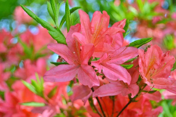 Rhododendron Azalea Květiny Městském Parku Jaře — Stock fotografie