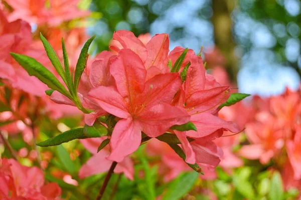Рододендрон Азалия Цветы Городском Парке Весной — стоковое фото