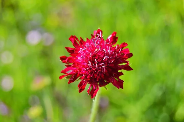 stock image Flowers in the city park during spring. Nature background .....