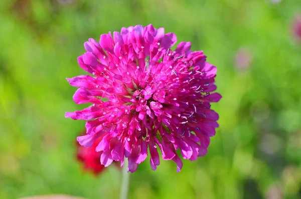 stock image Flowers in the city park during spring. Nature background .....