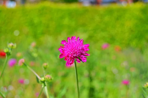 Blommor Stadsparken Våren Naturbakgrund — Stockfoto