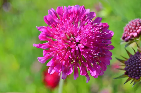 stock image Flowers in the city park during spring. Nature background .....