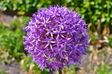 Baharda şehir parkında çiçekler. Doğa arkaplanı .....